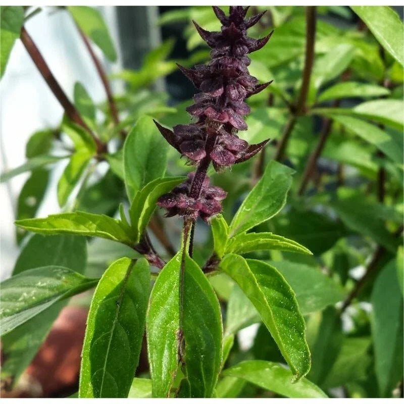 Licorice Basil Herb Seeds, Thai Basil, NON-GMO, Ocimum basilicum var. thyrsiflora, Various Sizes for Gardening