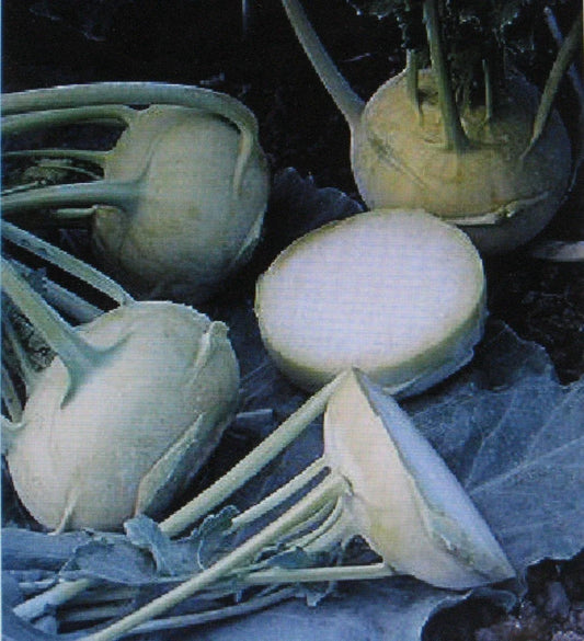 Kohlrabi Seeds - Early White Vienna - Tender Brassica oleracea - Non-GMO, 100 Pack for Home Garden, Salad & Stir-fry