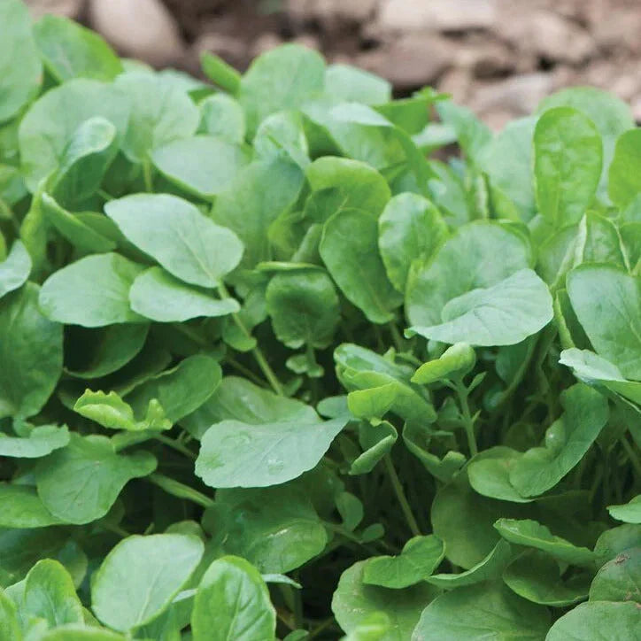 Upland Cress Seeds 1000+ Non-GMO Heirloom Garden Seeds for Salads, Culinary Uses, Barbarea verna, Annual Plant