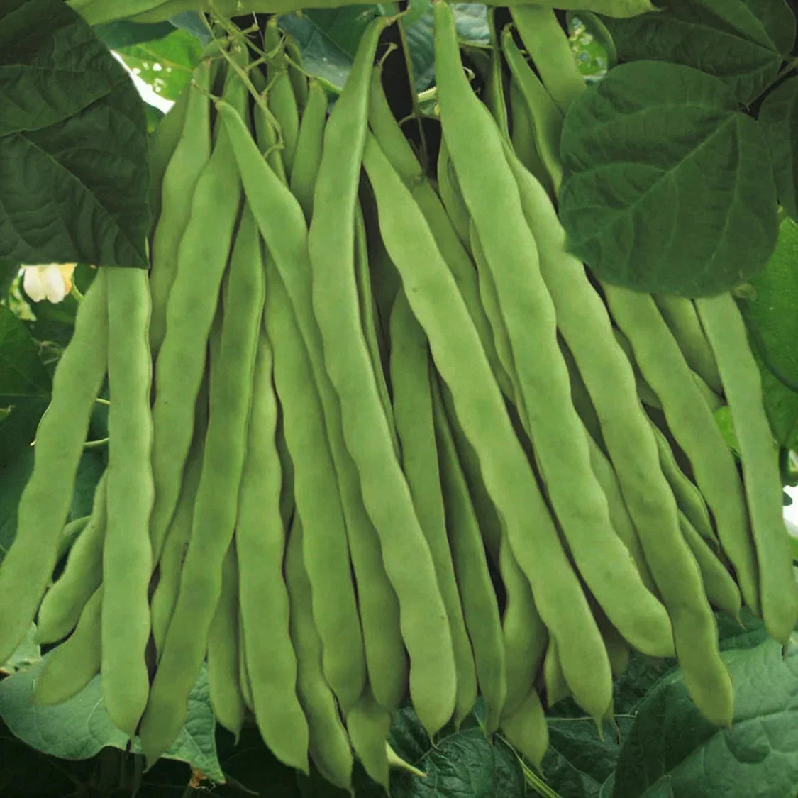 Qing Bian Romano Bean Seeds - Non-GMO Pole Green Stringless Beans for Gardening, Phaseolus vulgaris, 50 Seeds