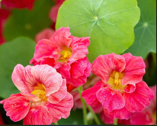 Nasturtium Seeds - Jewel Cherry Rose Vine - Edible, Fragrant, Non-GMO - Pack of 20 - Tropaeolum majus Annual Climbing Plant