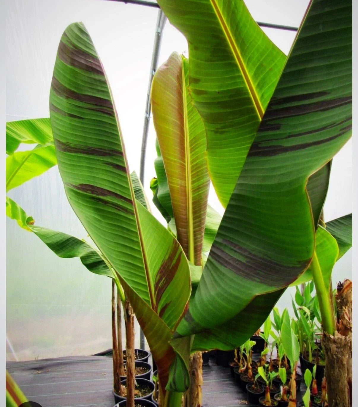 Bordelone Banana Plant Live Rooted Plug Rare Edible Musa spp. Fruit Plant for Home Garden or Small Farm