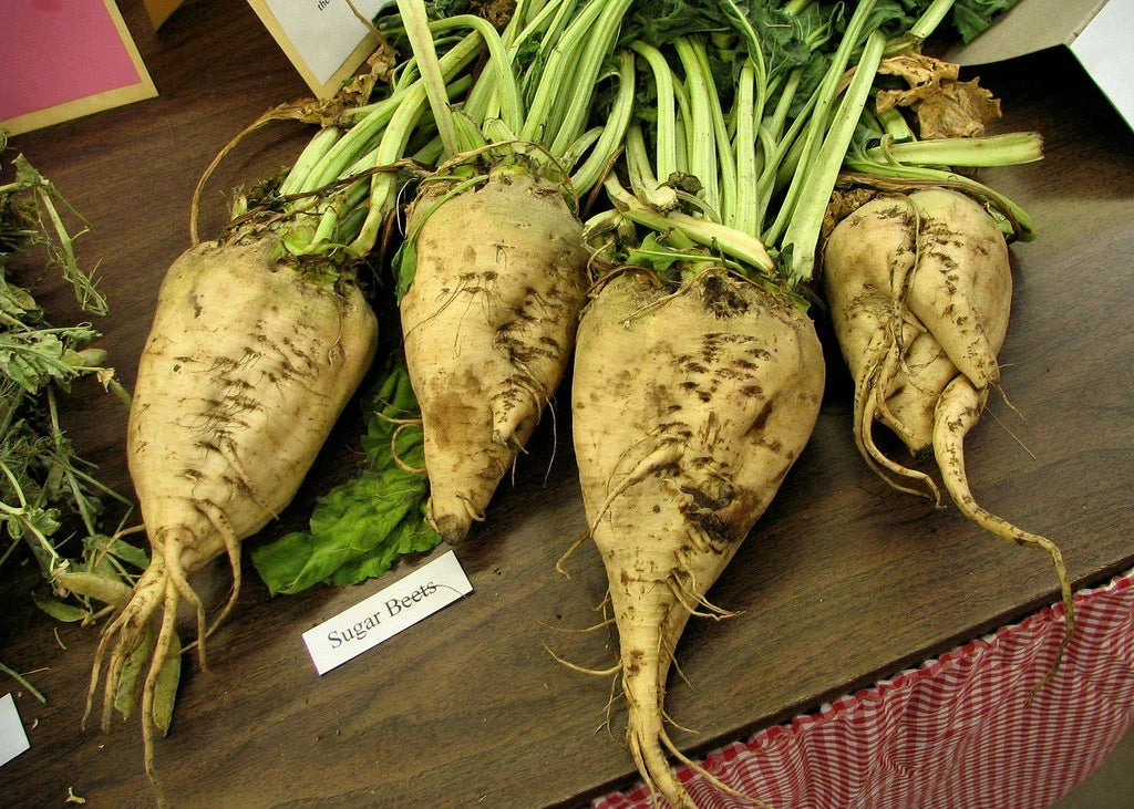Beet Seeds - 110 Count - Sugar Beet Beta vulgaris - Non-GMO, Full Sun, Easy to Grow, Perfect for Home Gardens & Small Farms