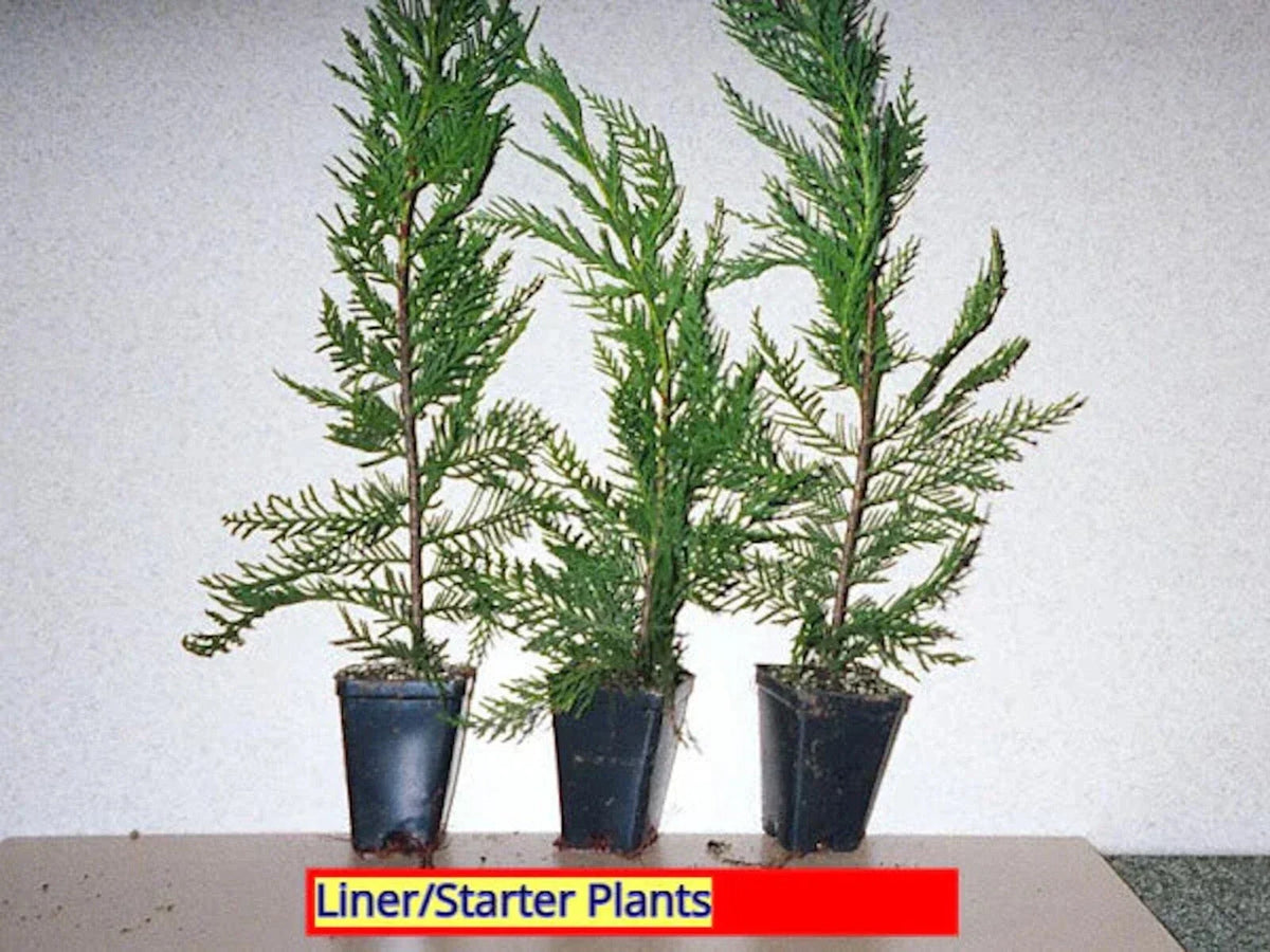 Leyland Cypress Trees - 3 Bare Root Starter Plants - Evergreen Privacy Hedge - Cupressocyparis leylandii - Fast Growing