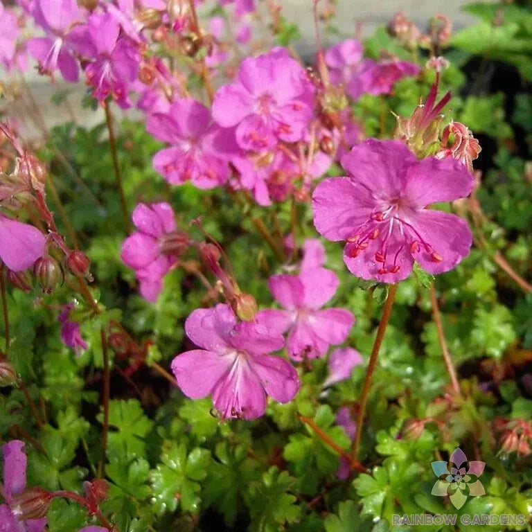Westray Geranium Seeds – Pelargonium x hortorum – Vibrant Annual Flower Seeds for Garden, Containers & Borders – USA Grown