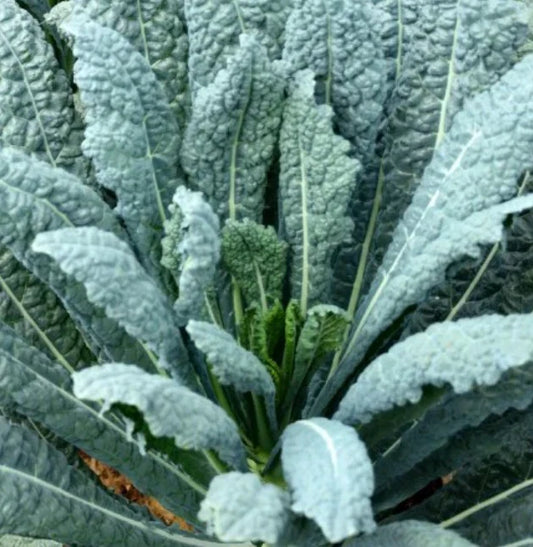 Lacinato Kale Seeds - Heirloom Non-GMO Dinosaur Kale for Salads & Greens - Brassica oleracea var. sabellica, 500 Seeds