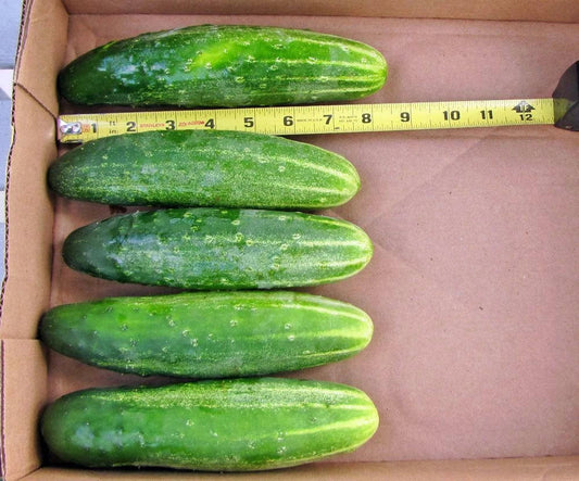 Organic Cucumber Seeds - Straight 8" Pickles, Cucumis sativus, Non-GMO, High-Yield, Perfect for Vegetable Gardens & Patio Containers