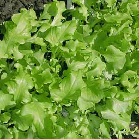 Green Salad Bowl Lettuce Seeds - Organic Non-GMO Cutting Variety - Lactuca sativa for Fresh Salad Greens