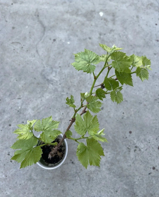 Grape Plant Cutting Vine 18” Sweet Variety in Pot Vitis vinifera Fruit Plant for Garden, Orchard