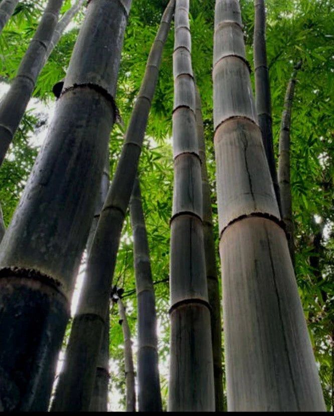 Black Timber Bamboo Rhizome - Nigra Daikokuchiku California Giant Bare Root Plant for Privacy and Landscape Enhancement