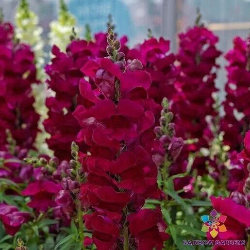 Maryland Royal Burgundy Snapdragon Seeds - 1000+ Antirrhinum majus Garden Seeds for Borders & Containers