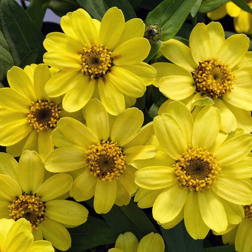 Profusion Lemon Zinnia Seeds - 100+ Seeds for Garden, Bright Yellow Flowers, Zinnia elegans, Easy to Grow, Butterfly Attracting, USA
