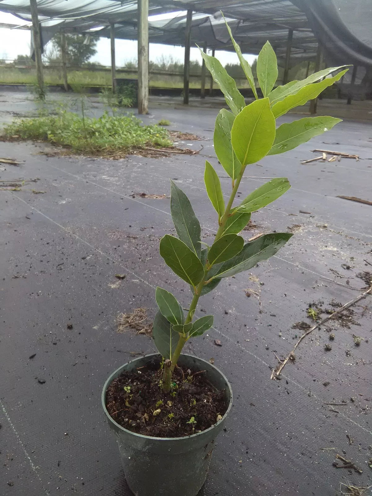 Bay Laurel Tree 1ft Live Plant - Laurus nobilis - Aromatic Culinary Herb - Evergreen Shrub for Indoor/Outdoor Gardening