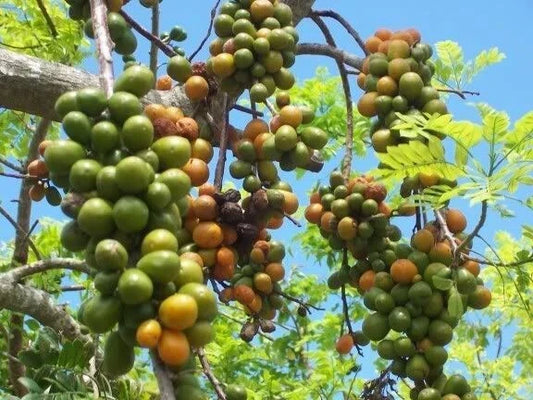 Hog Plum Cuttings 8-10" Jamaican Red Coat Spondias purpurea Tropical Fruit Plant for Garden, Landscape