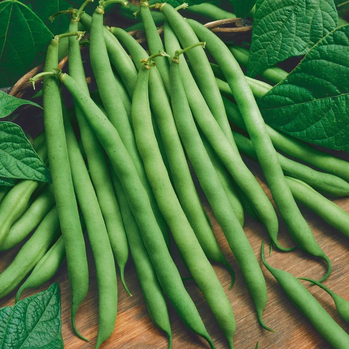 Green Bean Seeds Pack – Non-GMO Phaseolus vulgaris Vegetable Seeds for Home Garden, Container Growing, 5 Seeds