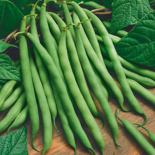 Green Bean Seeds Pack – Non-GMO Phaseolus vulgaris Vegetable Seeds for Home Garden, Container Growing, 5 Seeds