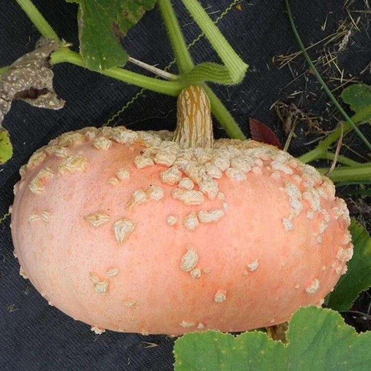 Galeuse D'eysines Heirloom Peanut Squash Seeds - Non-GMO Cucurbita maxima for Home Garden & Culinary Use