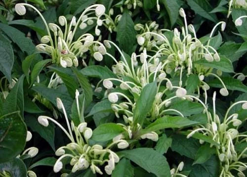 Clerodendrum Incisum Starter Plant - Rare Musical Notes Foliage, Fragrant Flowers, Easy Care, Indoor & Outdoor