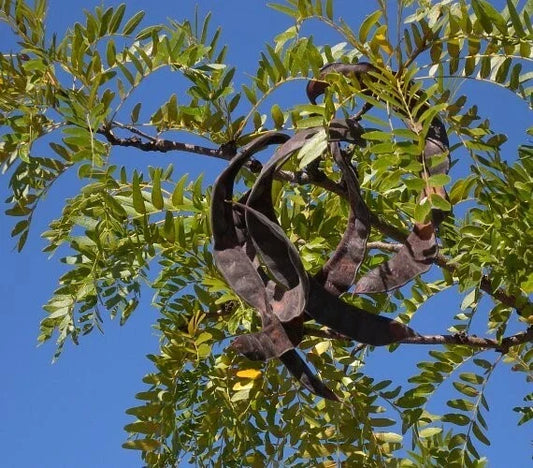 Honey Locust Seeds, Gleditsia triacanthos, Drought-Tolerant, Fast-Growing Tree Seeds for Landscaping, 15+ Seeds