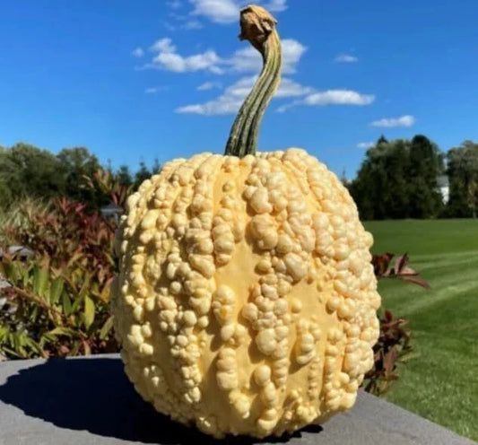 Heirloom Pumpkin Seeds - Yellow Warty Popcorn Knucklehead Cucurbita pepo - Decorative Edible Fall Garden Plant