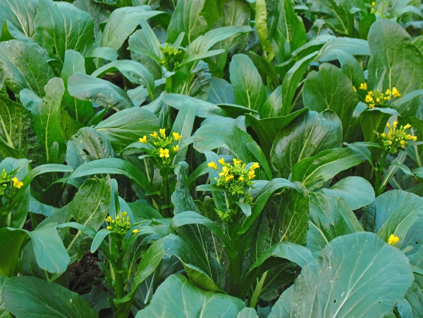 Asian Yu Choy Seeds - 200+ Brassica rapa subsp. chinensis Choi Sum, Chinese Flowering Cabbage, Nutritious Greens for Home Gardening