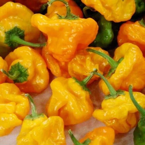 Jamaican Yellow Mushroom Hot Pepper Seeds – Capsicum chinense, Spicy Culinary Seeds, 30+ Pack, Free Shipping