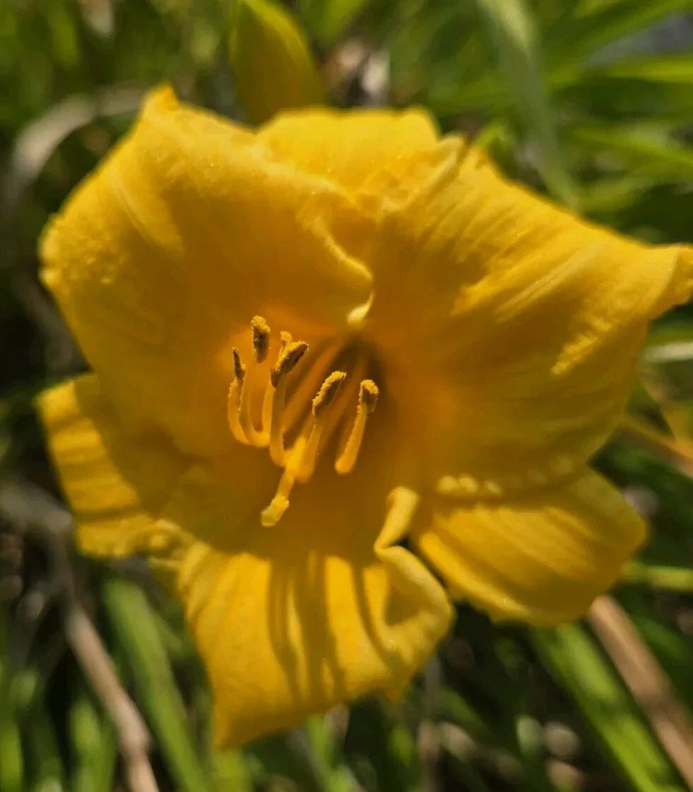 Daylily Seeds - Happy Returns Variety - Vibrant Yellow Blooms - Hemerocallis - Perennial Garden Flower Pack of 30