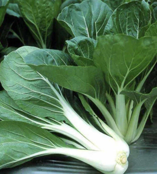 Pechay Seeds 200+ Pack | Chinese Cabbage Seeds | Pak Choi | Brassica rapa subsp. chinensis | Leafy Green Vegetable