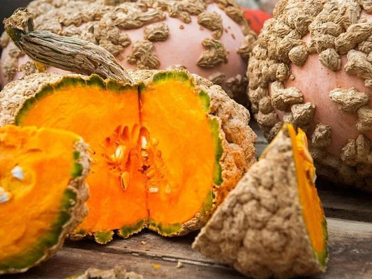 Organic Peanut Pumpkin Seeds Pack | Cucurbita pepo | 10 Seeds for Home Gardening & Cooking