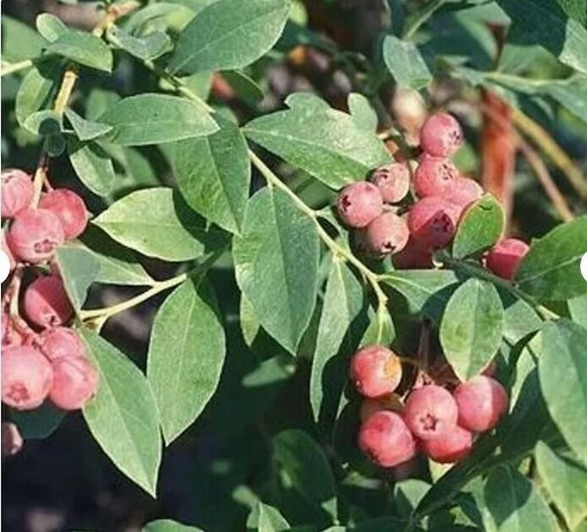 Florida Rose Blueberry Plants - 3 Pack, Edible Pink Berries, Vaccinium spp., Home Garden, Low Chilling Requirement