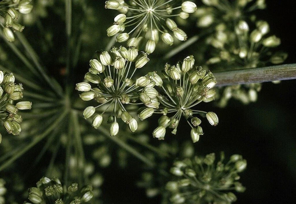 Angelica Herb Seeds - Heirloom Non-GMO for Culinary Use - Angelica archangelica - High Germination Rate, Packet of Seeds