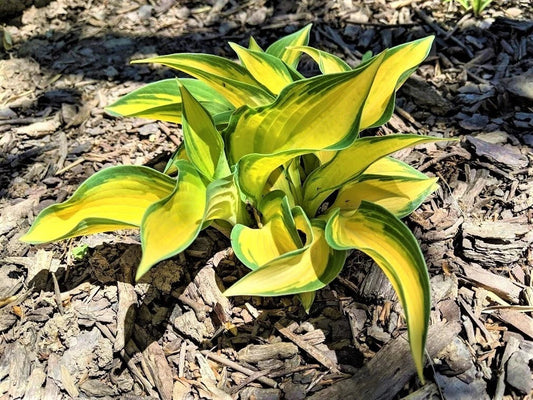 Hosta Plant - 1 Well-Rooted Perennial with Orange Marmalade Foliage - Hosta hybrida