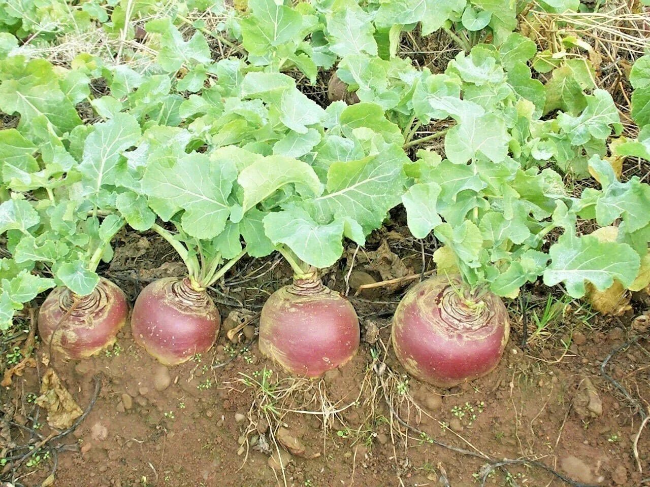 Purple Top Rutabaga Seeds - Organic Brassica napus Biennial Vegetable for Spring & Fall Gardens