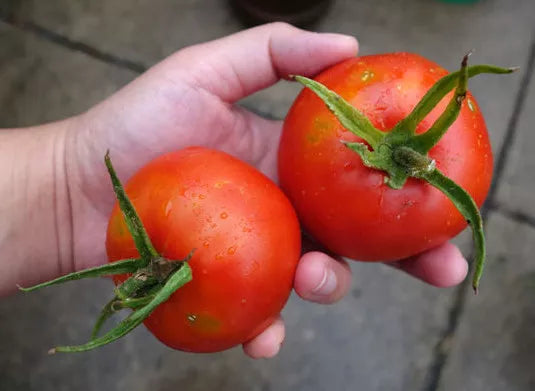 Bonny Best Tomato Seeds 15 Pack – Flavorful Solanum lycopersicum for Canning & Salads – Easy-to-Grow, High-Yield Home Garden Seeds