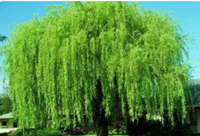 Wisconsin Weeping Willow Cuttings - 2 Live Plant Cuttings - Salix babylonica - Garden Landscape, Shade Tree, Easy to Root