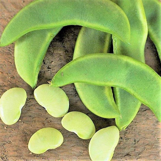 Henderson Lima Bean Seeds - Heirloom Non-GMO Phaseolus lunatus for Garden Planting, Bush Type, 100 Seeds