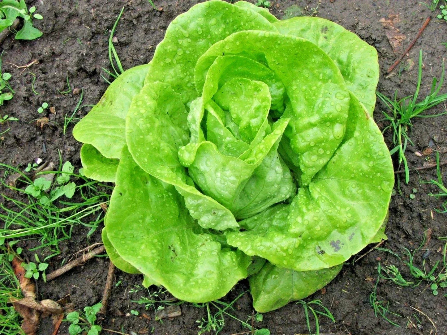 Organic Tom Thumb Lettuce Seeds - Romain Leaf Variety for Containers & Gardens - Lactuca sativa, Non-GMO, Fast-Growing, 601+ Seeds