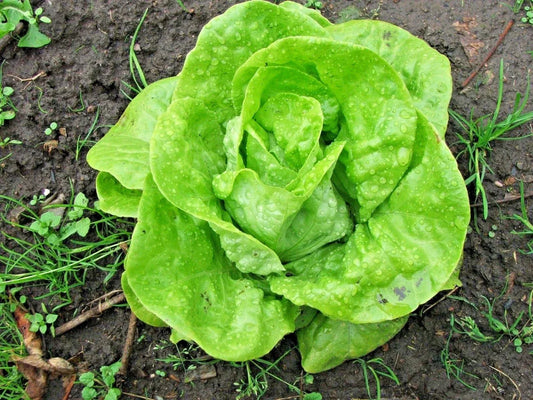 Organic Tom Thumb Lettuce Seeds - Romain Leaf Variety for Containers & Gardens - Lactuca sativa, Non-GMO, Fast-Growing, 601+ Seeds