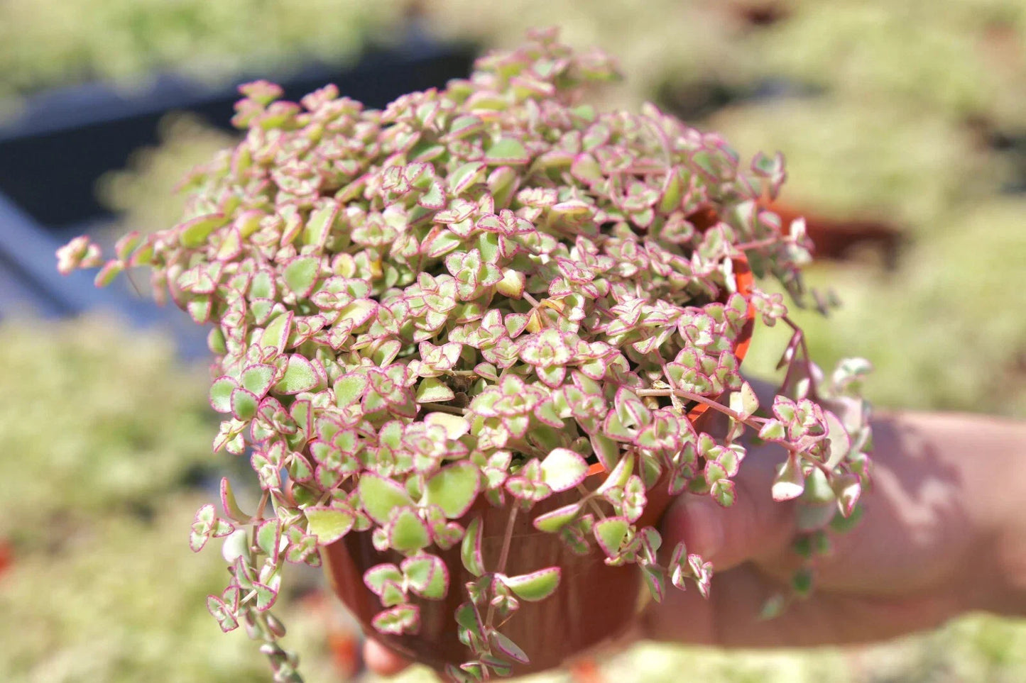 Sedum Little Missy Petite Bicolor Live Succulent Ground Cover Plant in 4" Pot, Drought Tolerant, Low-Growing, Sedum spp.