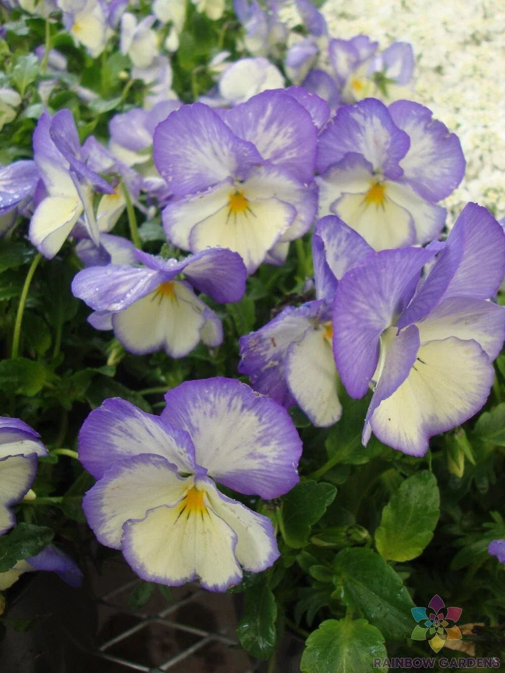 Celestial Blue Moon Pansy Seeds - 200+ Viola Tricolor Var. Hortensis Garden Planting, Vibrant Blue Flowers, Easy to Grow, USA Grown