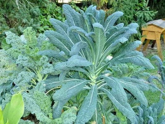Organic Lacinato Kale Seeds - 600+ Non-GMO Brassica oleracea var. sabellica for Spring & Fall Gardens, Patio & Container Planting