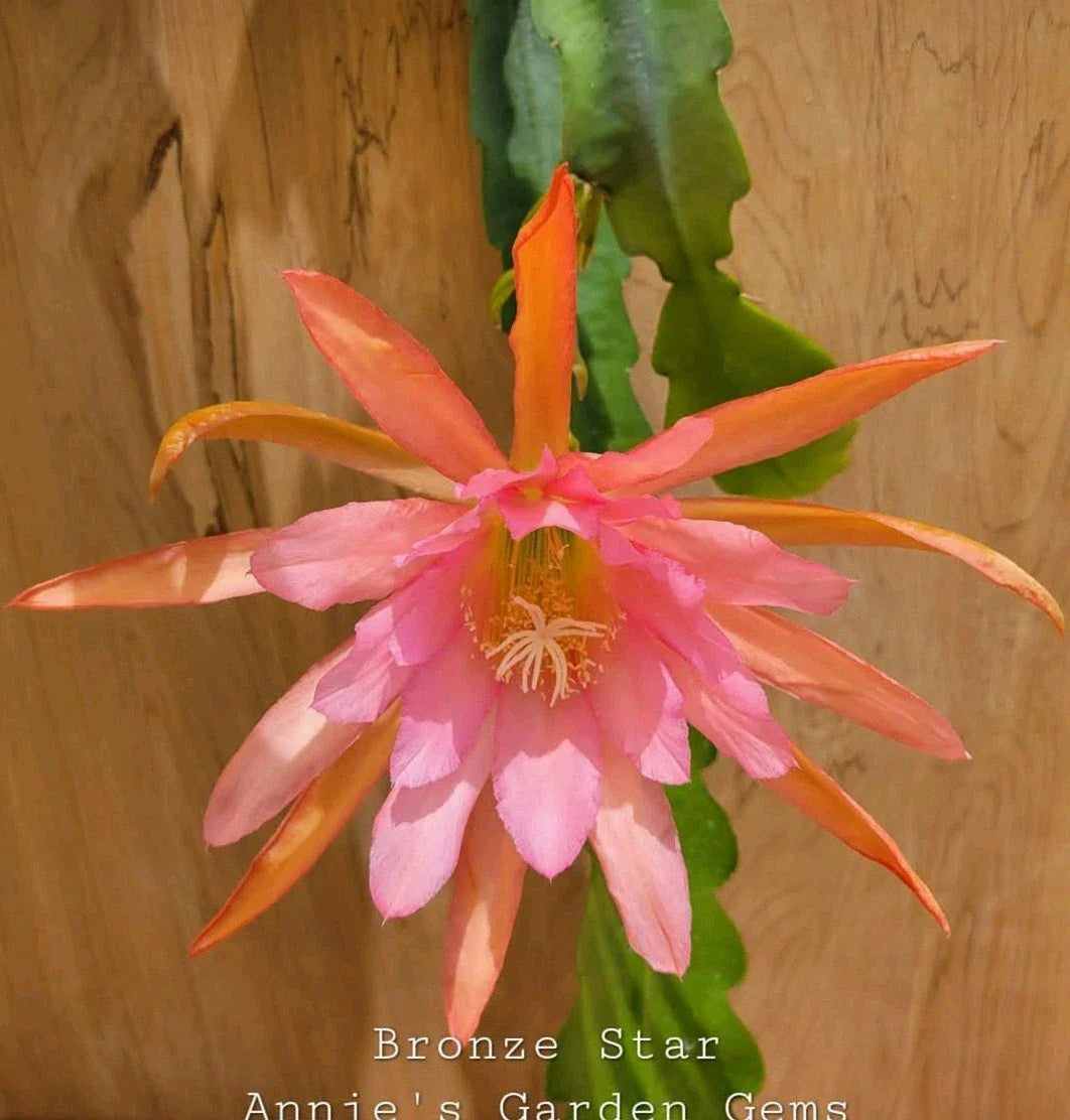 Epiphyllum Bronze Star Orchid Cactus 4-Inch Pot Well-Rooted Succulent Houseplant Exotic Indoor Plant
