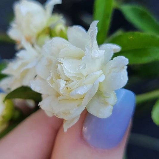Lady Banks White Rose Bush Plant – Live Own-Root Rosa banksiae 'Alba' with Fragrant Double Blooms