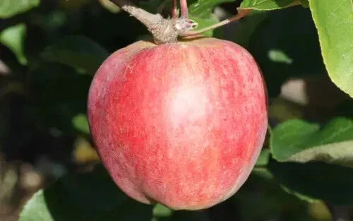 Yarlington Mill Apple Seeds - 25+ Heirloom Malus domestica for Garden Planting, Fruit & Cider Production