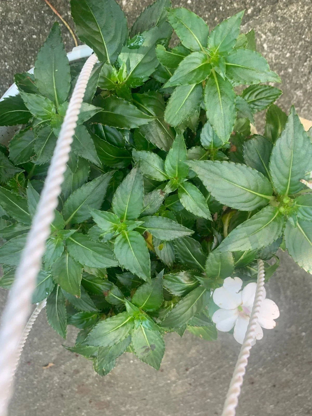 Rooted White Impatiens Plants in 6-Inch Basket, Impatiens walleriana, Shade-Tolerant, Outdoor & Indoor Garden Flowers
