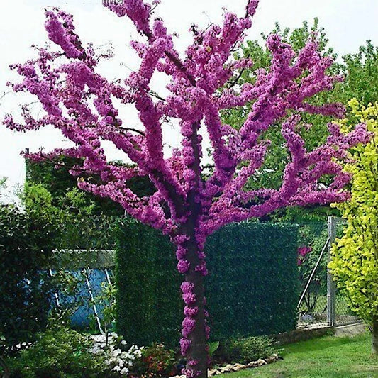 Judas Tree Seeds - Cercis siliquastrum - Pink Flowers, Mediterranean Redbud, Hardy, Fast Growing, 4 Seeds