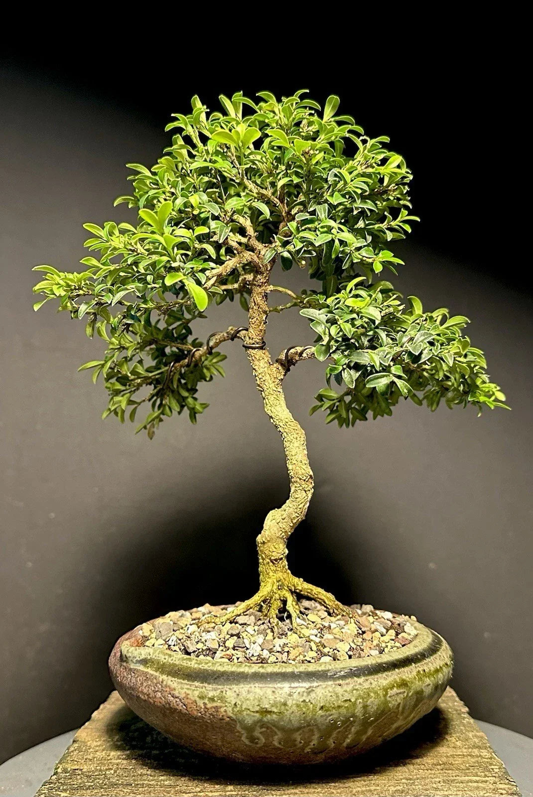 Mame Bonsai Tree 9 Inches Kingsville Boxwood Buxus microphylla var. japonica in Japanese Pot for Indoor or Outdoor Display