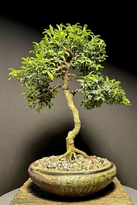 Mame Bonsai Tree 9 Inches Kingsville Boxwood Buxus microphylla var. japonica in Japanese Pot for Indoor or Outdoor Display