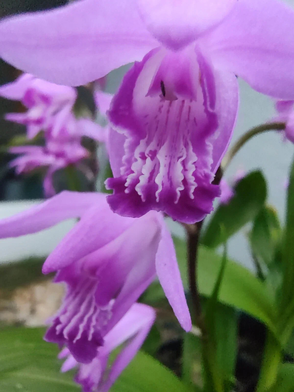 Bletilla striata Purple Ground Orchid Plant – Hardy Perennial for Garden or Container, Vibrant Purple Blooms