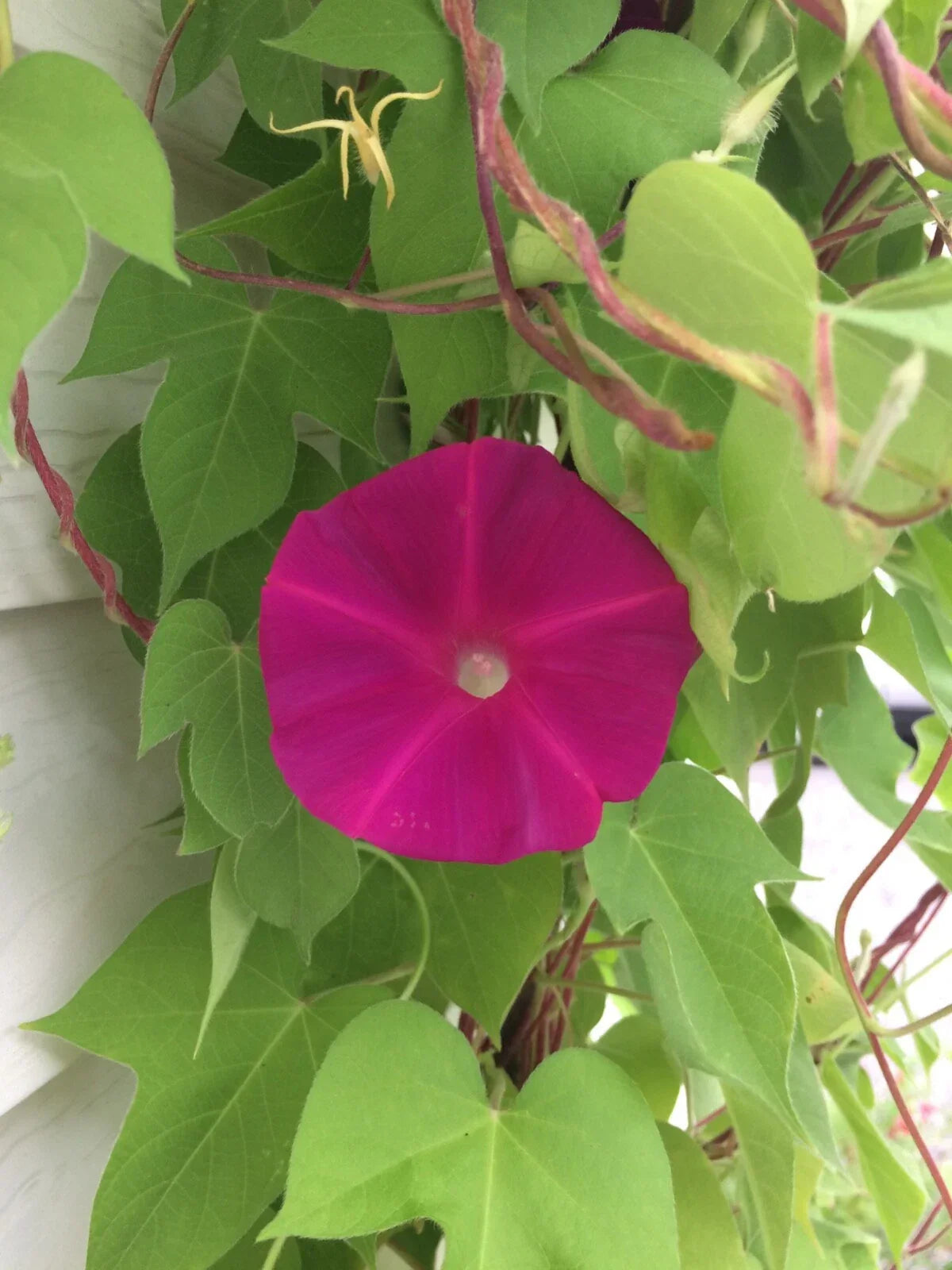 Dark Pink Morning Glory Seeds, Ipomoea purpurea, Vining Flower Pack of 20 for Gardens, Fences, and Trellises